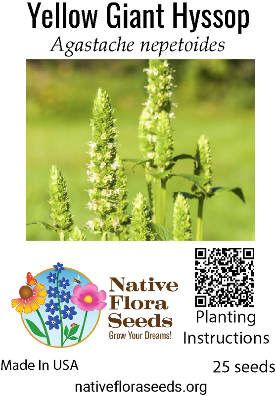 Yellow Giant Hyssop Seeds - Native Agastache Nepetoides | Tall Fragrant Pollinator Plant
