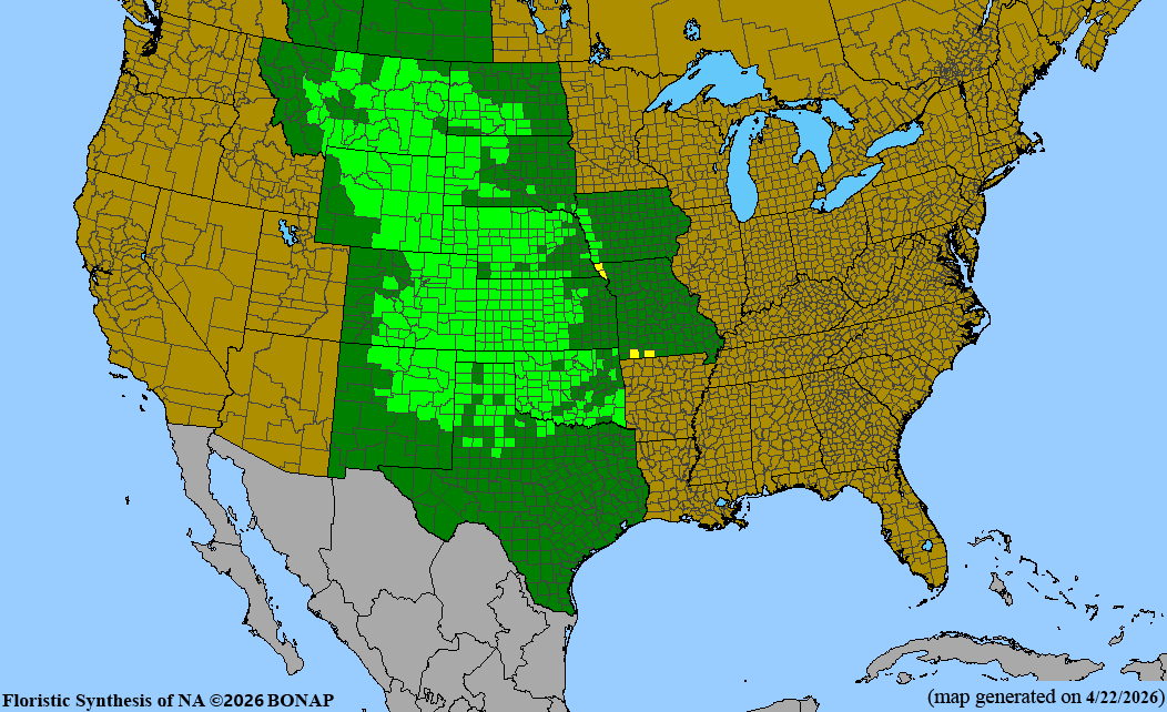 BONAP native range map for Yucca glauca
