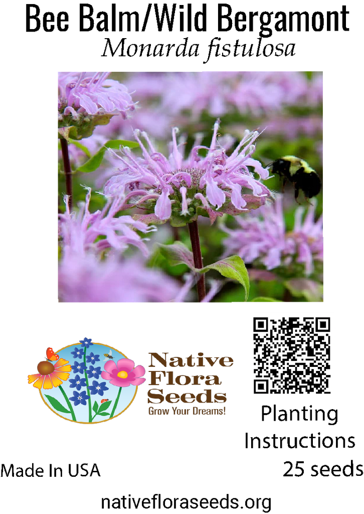 planting wild bergamot seeds Bee Balm Wild Bergamot Seeds - Native Herb