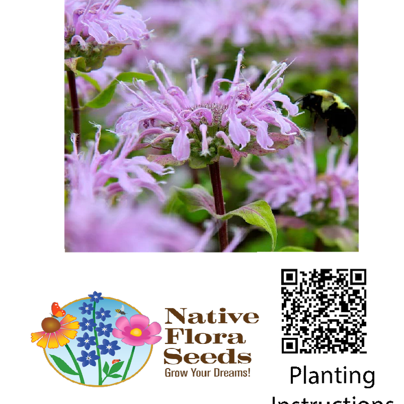 Bee Balm Wild Bergamot Seeds - Native Perennial Herb (Monarda fistulosa)