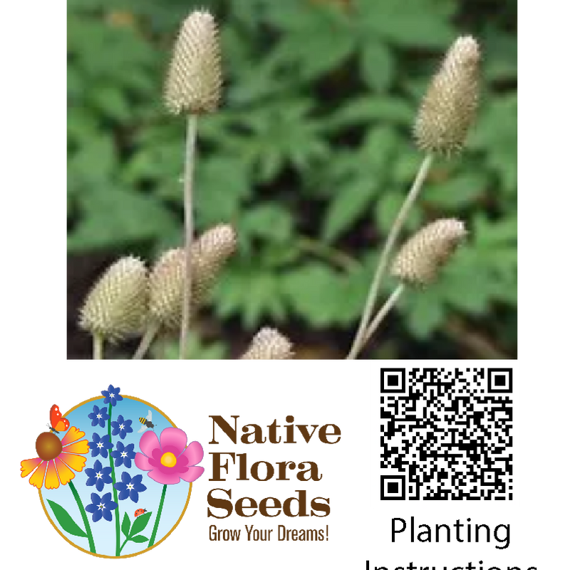 Thimbleweed Seeds - Native Anemone Cylindrica with Unique Cylindrical Seed Heads